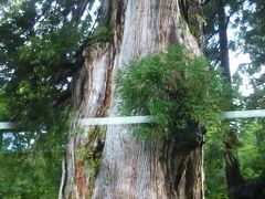 樹齢300年以上の立山スギ＠ブナ平