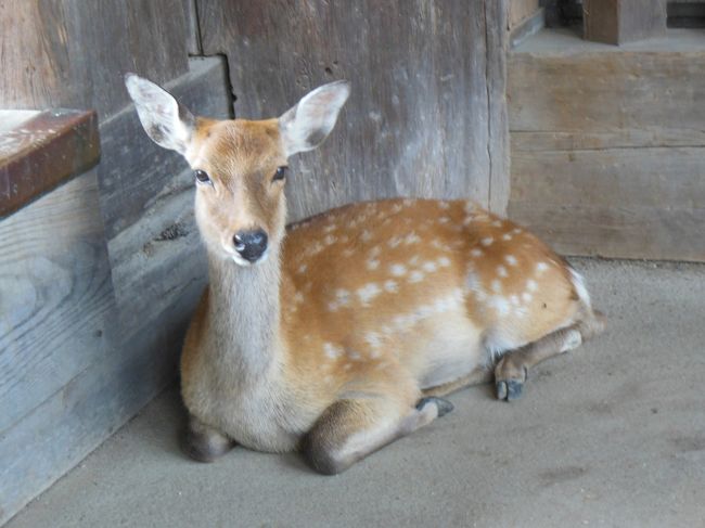 鹿が南大門の柱のもとで観光客を眺めていた