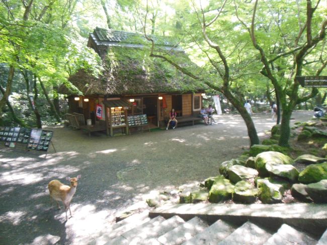 萱葺き屋根の先に水谷川が流れる。春日大社の境内。