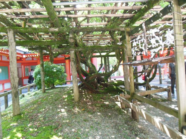 砂ずりの藤。花が咲くと房の先が地面につくほどになることから、その名がついたという。花時はさぞ見事なことだろう。春日大社本殿回廊内。