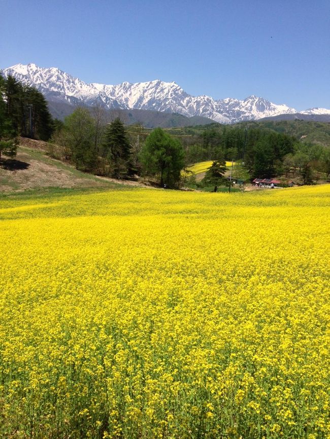 山とお花畑〈第1巻〉北アルプス編―原色写真でみる高山植物 (1961年) GW北信濃の旅（前編）中山高原菜の花の黄色い絨毯』青木湖・大町