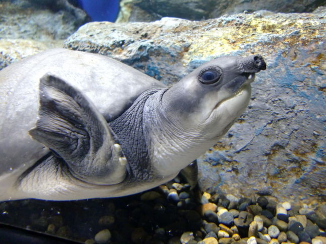 ＊写真は特に関係ありません。（ブタ亀ちゃん）<br /><br />さぁ。旅行先の変更です！！<br />ＰＣにかじりついて調べまくりました。<br /><br />何せ北海道からですからね、直行便が少ないのです。<br />乗り継ぎにしても出来れば１回にしておきたい。<br />やはり東南アジアが１番行きやすいなぁ。<br /><br />台湾・香港　⇒6泊7日じゃ長すぎるので却下。<br />シンガポール　⇒　エアー代はお手頃だがホテルや現地物価が高いので却下。<br />中国・韓国　⇒　興味なし。<br /><br /><br />そこで浮上したのが、ベトナムのダナンとフィリピンのセブ島。<br /><br />ベトナムのダナン　⇒乗り継ぎ便だけど当日中に現地へ到着。<br />　　　　　　　　　　　　　エアー代は格安。ホテル代はそこそこ。現地物価激安。<br />　　　　　　　　　　　　　リゾート＆世界遺産都市のホイアン、五行山やミーソン遺跡など<br /><br />トリップアドバイザーでも注目のリゾートNO１に選ばれ、今はホテル建設などのラッシュ。<br />ボッタくりタクシーもなく、治安も良し。言うことなしなんだけど唯一のネックが雨季。<br /><br /><br />フィリピンのセブ島　⇒往復ソウル乗り継ぎ。当日深夜着。<br />　　　　　　　　　　　　　エアー代は13万。ホテル代はピンキリ。<br />　　　　　　　　　　　　　現地物価激安。マリンアクティビティは激高。雨季だが問題なし。<br />　　　　　　　　　　　　　観光はあまりなく、ジンベイザメと一緒に泳ぐツアーとかあり。<br /><br />セブ島に空港があり、リゾートスティのセキュリティは厳重。<br />観光があまりないので、飽きそうな気がする。（笑）<br /><br /><br />悩みに悩みましたが、今回はベトナム（ダナン・ホイアン）に旅行する事にしました。