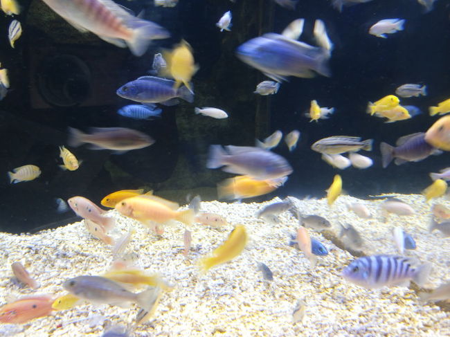 ＊写真は全く関係ないんですー。ごめんなさい。<br /><br /><br />今回の旅行は全て個人手配。<br /><br />全く同じような内容の旅程なのに、ツアーにするとべらぼうに高いんですよね。<br />手間ヒマが掛かってしまいますが、５万以上も節約出来るんですから全然へっちゃらです！<br /><br />まずはエアー。<br /><br />ベトナムのダナンへは、大韓航空が1番かな。<br />千歳⇔ソウル⇔ダナンで1ストップ。料金もお安い。<br /><br />因みに、ベトナム航空だと料金はお安いんだけど、<br />往路　千歳⇒成田⇒ダナン1ストップで、<br />復路　ダナン⇒ホーチミン⇒成田⇒千歳2ストップ<br />という・・・行きは良い良い帰りは怖い〜♪となってしまいます。<br /><br />で、どの方法が1番安くチケットが入手出来るのか、各方法でチェック。<br />すると、大韓航空を専門に扱う【K-trip】というWEBサイトを発見！！！<br />しかも、出発1ヵ月前くらいまでキャンセル手数料￥０なんですよー。びっくり<br /><br />こちらで10/22出発のチケット手配＆決済完了。　￥１１８９６０