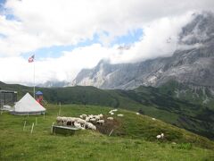 フィルストに到着。２１６７ｍ。

羊が草を食んでいます。