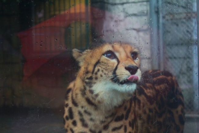 まず出迎えてくれたのがチーター。<br />まつ毛が長くて美人さんですね