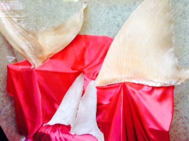 フカヒレ〜〜見せるだけ〜〜