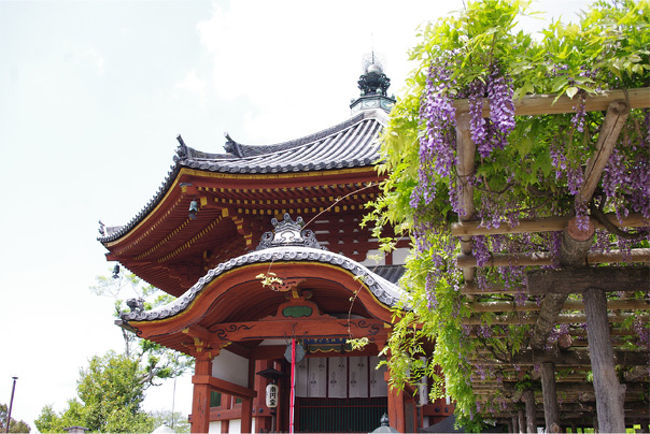 こちらは南円堂。<br />藤棚が綺麗…。