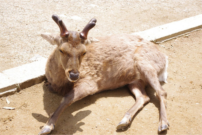 南大門への途中、鹿がたくさん落ちてます。