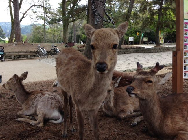 カメラ目線もお手のものです。