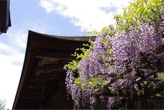 ちょうど藤の季節だったのです。<br />お写真撮りまくり。
