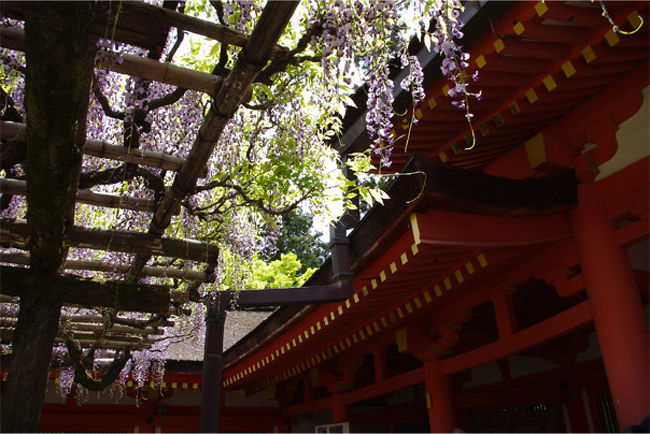 春日大社いいなー。<br />遠いけど、坂道登ってきた甲斐があった。