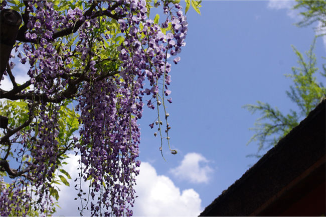 お花の季節に合わせてくるのも良いものですね＾＾