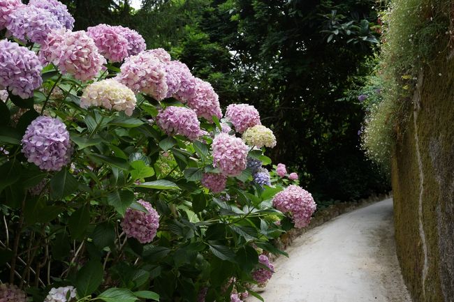 レガレイラ宮殿、チケット売り場に結構行列が出来ていて、入場するのにしばらく時間がかかりました。<br />そして、ここ恐ろしく広いです。もし全部の場所を制覇するとしたら、相当な時間がかかるはずです。<br />写真は入ってすぐのところにある小道に咲いていた紫陽花。