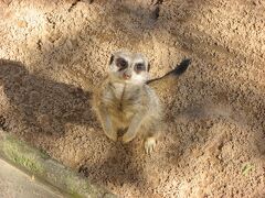 タロンガ動物園でみた「ミーアキャット」
表情が愛くるしい。