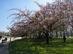 その後、ぶらぶらとお散歩をしながらシャンゼリゼへ

シャンゼリゼの公園にはちょうど桜が咲いていました♪