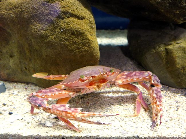 『06．お盆直前の南紀旅行 道の駅 イノブータンランドすさみ 童謡の園 エビとカニの水族館 エビとカニの水族館