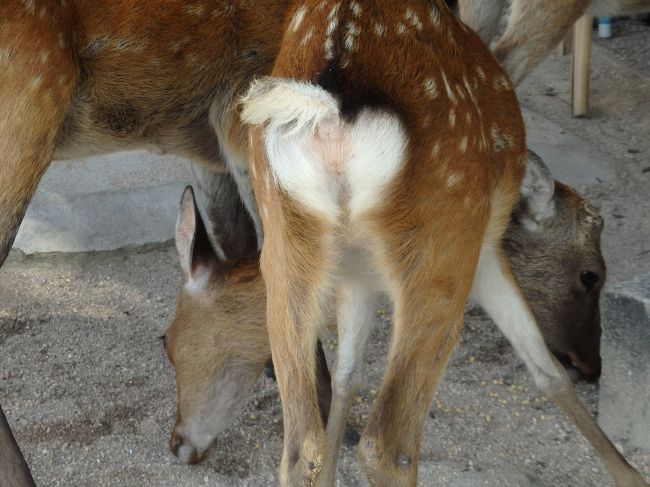 ハート形のお尻の鹿