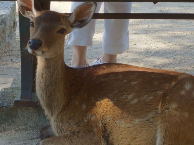 宮島は、祖母も喜んでくれて楽しい旅行でした！<br />泊まった錦水館もとてもよくて、また余裕があるときに来たいと思いました！<br />ほんとたのしかったです。