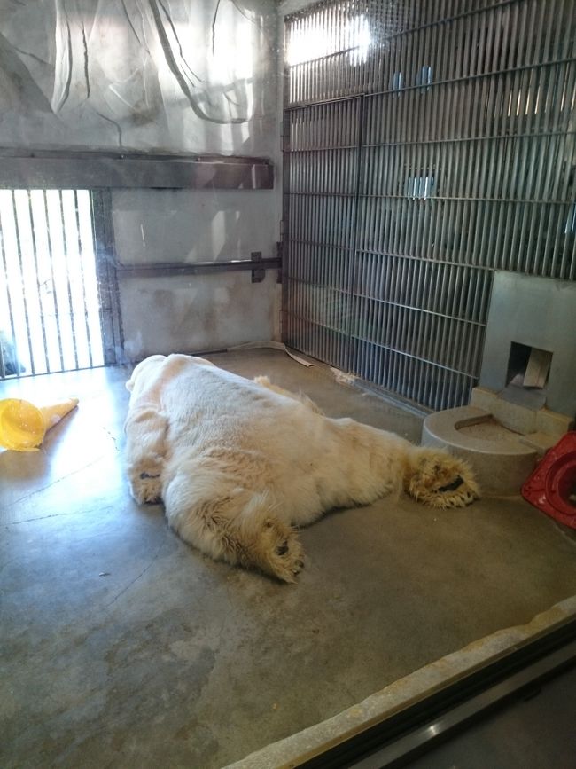 9月下旬だというのに29℃の暑さ。<br />シロクマもだるそうです。