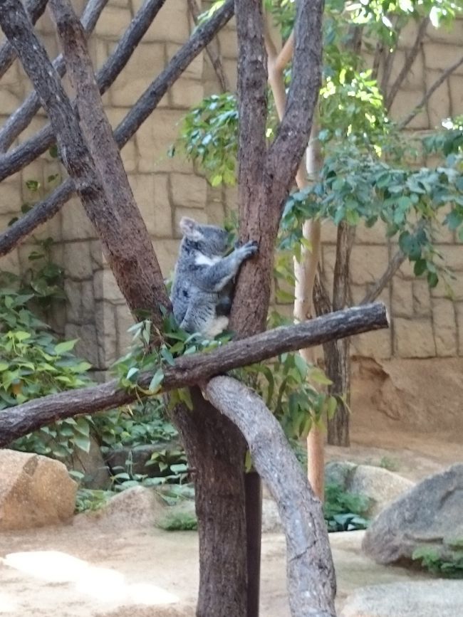 日本で初めてコアラを公開した動物園として有名ですね。