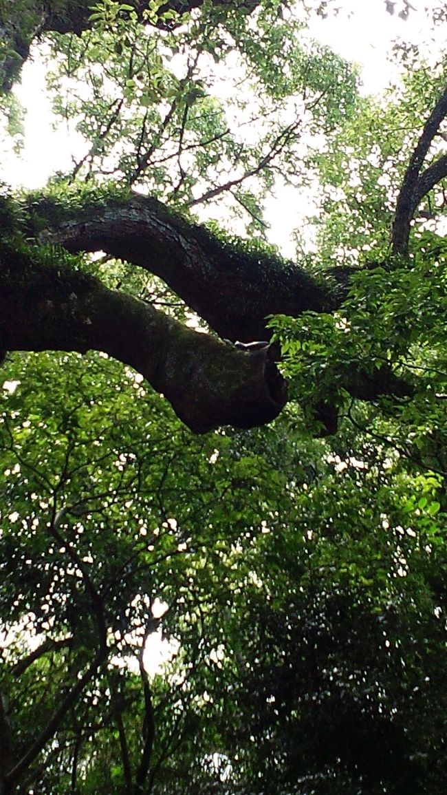 写真では分かりにくいのですが、大楠の２本目の枝の上に白っぽい蛇がいます。<br />きっといいことがあるはず。。。