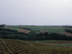 深山峠のあたりの観光のラベンダー畑。すでに花はありません。