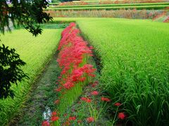 葛城一言主神社（かつらぎひとことぬしじんじゃ）　奈良県御所市森脇４３２

こちらもたくさんのヒガンバナで有名です。