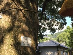 被爆クスノキ
近くから福山雅治さんの「クスノキ」の曲が流れています。
この木そして長崎の歴史を考えると感慨深いものがあります。
70年もの間、空を目指し地元の人々に愛されたクスノキ。
これからも元気でいて欲しい、そしてメッセージを伝えて欲しいと思います。