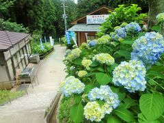 少し離れた入水鍾乳洞へ来ました。
駐車場から洞口までの道路には、紫陽花が咲いています。
洞穴内部は非常に暗くて狭く、怖さを感じました。
流れる水はとても冷たく、数秒しか手を浸けていられないほどです。