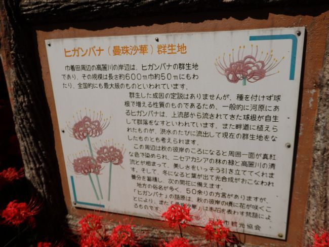 満開の曼珠沙華と 蔵の街で食べ歩き 巾着田と小江戸 川越をめぐる秋さんぽ 日高 鶴ヶ島 坂戸 埼玉県 の旅行記 ブログ By まーやんさん フォートラベル