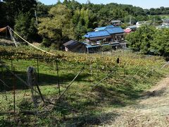 湖畔に沿って三ヶ島方面まで行ってみることに。ぶどう畑が点在し、途中いくつかぶどう狩りの看板を見ました。