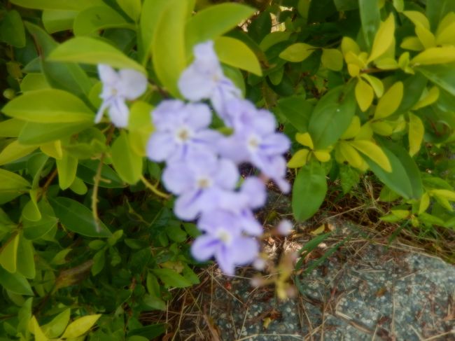 水景公園内に咲いていました、お花の種類は少ないようですが見て楽しむことができました