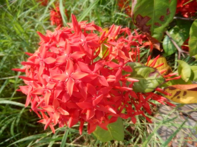 水景公園内に咲いていました