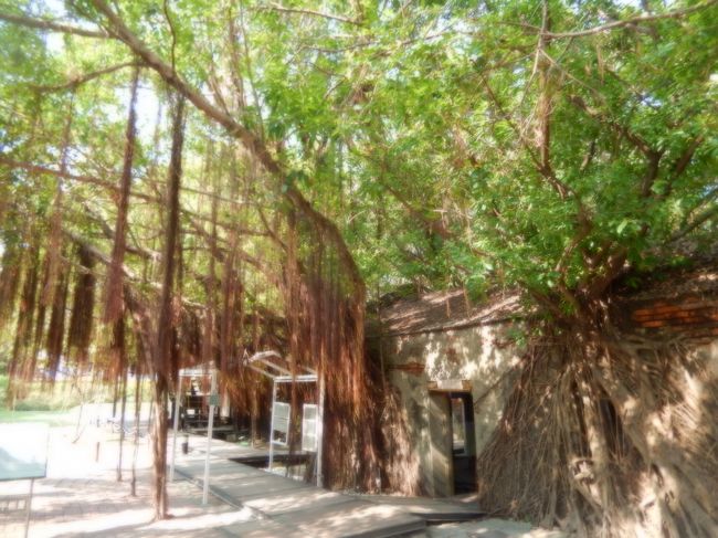 安平樹屋のガジュマルに覆われた家屋、この中を散策しました