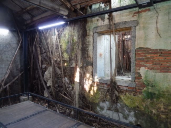 ガジュマルに覆われた家屋