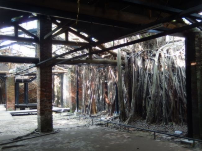 ガジュマルに覆われた家屋