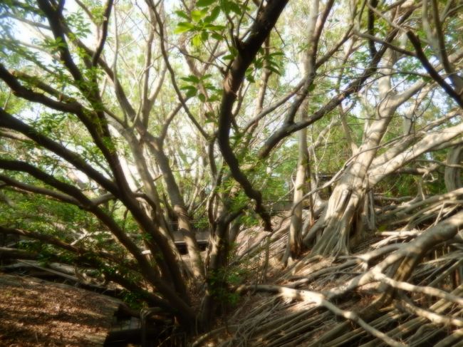 安平樹屋にあるたくさんの木