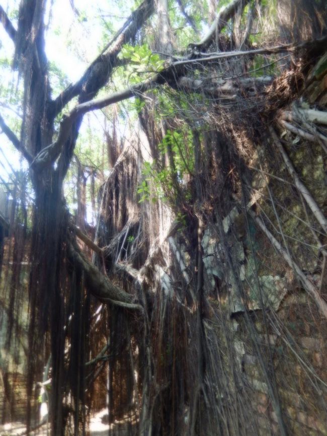 安平樹屋にあるガジュマルなどの木