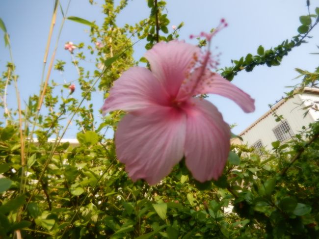 安平樹屋に咲いていました