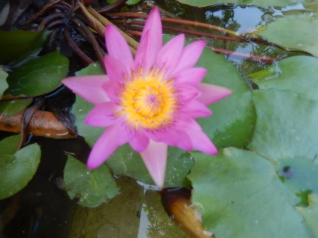 安平樹屋に咲いていました