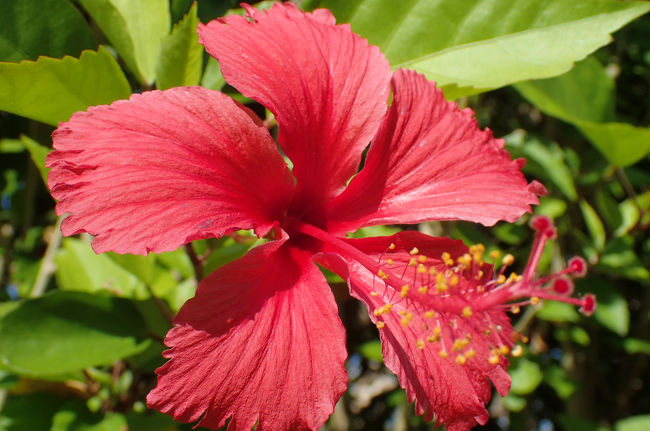 途中ハイビスカスが咲いていて南国ムードを感じつつ…