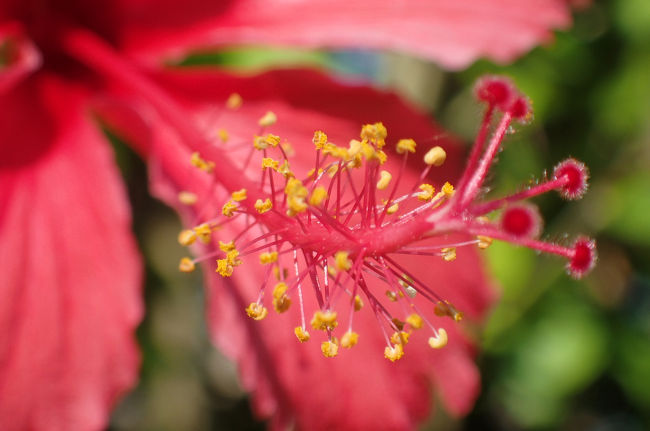 オリンパスＴＧ−４の顕微鏡モードで撮影