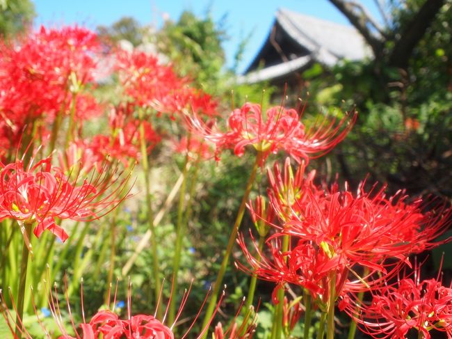般若寺は関西花の寺の１７番札所です。