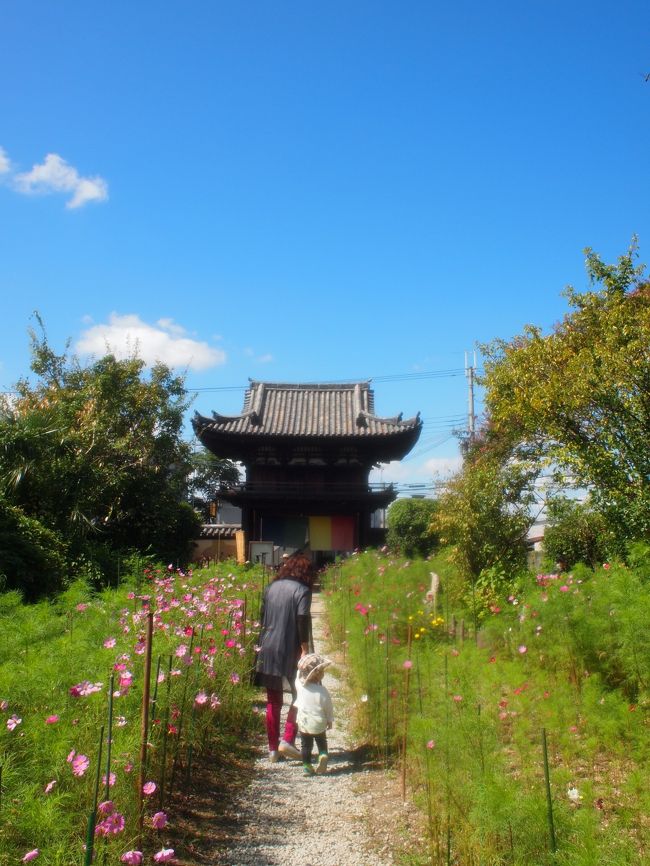 毎年１０月半ば頃にコスモスのライトアップイベント<br />「花あかり」があり、おそらくそれに<br />大半のコスモスの開花時期を合わせているため、<br />何分咲きかな・・・まだそんなに咲いてないです。