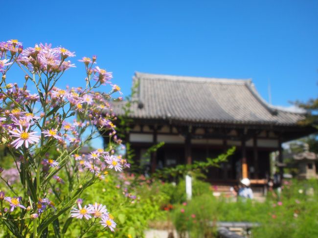 般若寺は別名「コスモス寺」ですが<br />花の寺だけあって、その他の花も<br />たくさん咲いています。クジャクソウ。