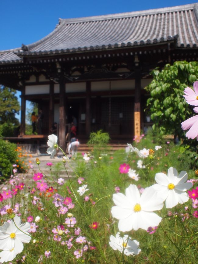 ですが、咲いている所を選べばこんな感じ。<br /><br />コスモスは数もたくさんありますが、種類もかなり豊富です。<br />１０月に奈良に行く予定のある方は、是非。