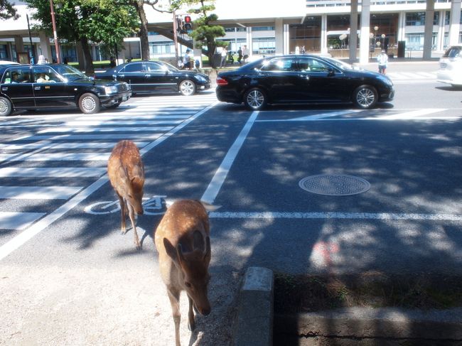 その後、バスに乗り、県庁前に来ました。<br /><br />バスを降りたとたん、シカさんが道を渡っていて<br />慌てて撮ったけど、もう渡り終えてしまった。<br />きちんと横断歩道を渡っております。<br />