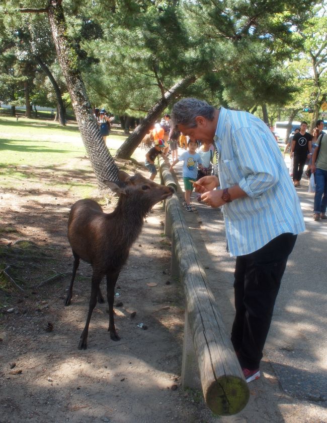 奈良に行ったら最も大事なもの、シカさんと触れ合う時間。