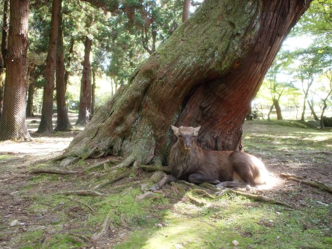木の精のよう。