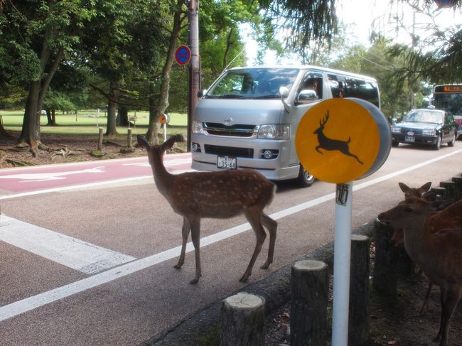 ドライバーに「止まれ」と視線を送るシカさん。
